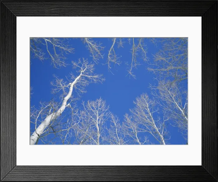 Framed Print : Bare aspen trees against a blue sky in the Dixie National Forest Framed Print : Bare aspen trees against a blue sky in the Dixie National Forest