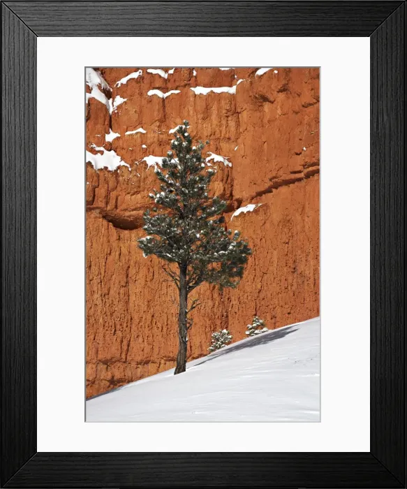 Framed Print : Pine tree in front of red-rock face with snow on the ground Framed Print : Pine tree in front of red-rock face with snow on the ground