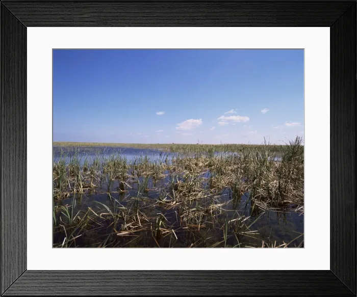 Framed Print : Swamps, Everglades National Park Framed Print : Swamps, Everglades National Park