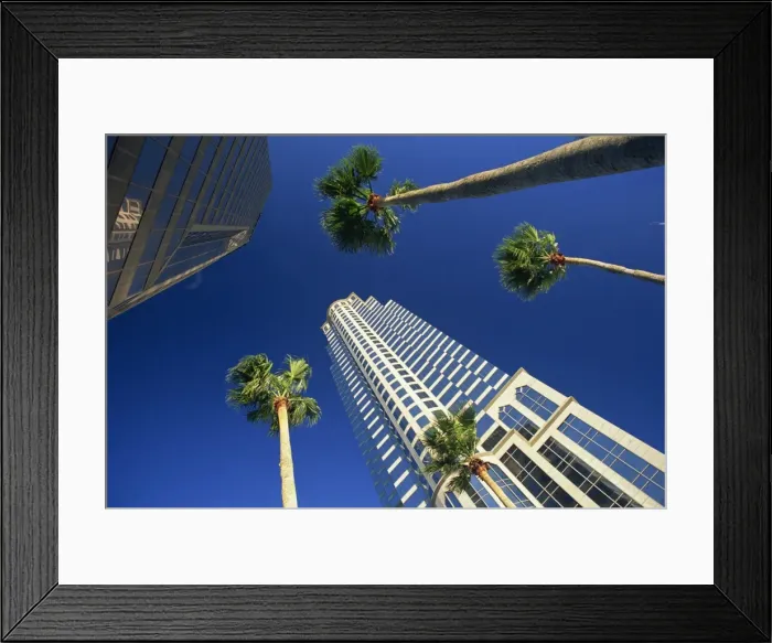Framed Print : Palms and skyscrapers in downtown Tampa Framed Print : Palms and skyscrapers in downtown Tampa