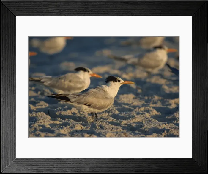 Framed Print : Royal terns Framed Print : Royal terns