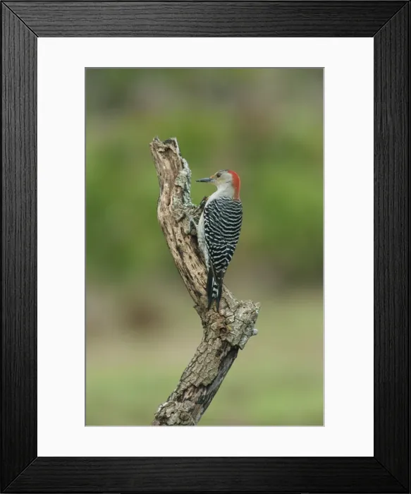 Framed Print : Red-bellied woodpecker Framed Print : Red-bellied woodpecker