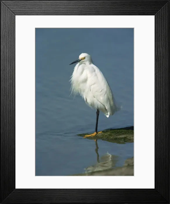 Framed Print : Snowy egret Framed Print : Snowy egret