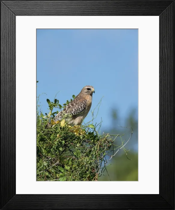 Framed Print : Red-shouldered hawk Framed Print : Red-shouldered hawk