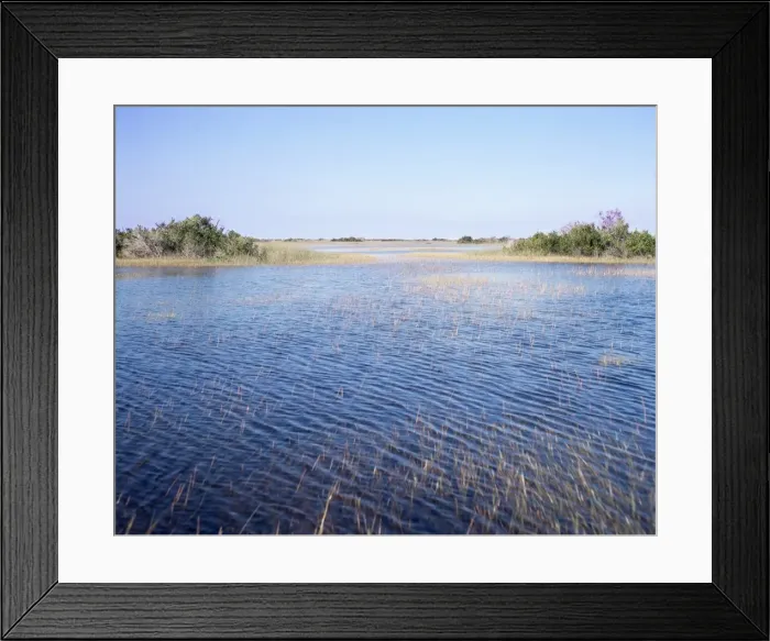 Framed Print : Everglades Framed Print : Everglades