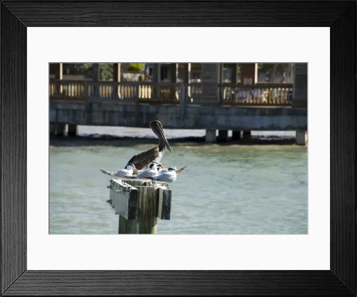 Framed Print : Pelican and sea birds on post Framed Print : Pelican and sea birds on post