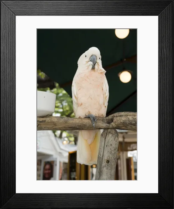 Framed Print : Parrot in cafe
