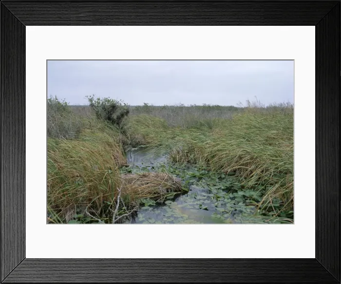Framed Print : Anhinga trail Framed Print : Anhinga trail