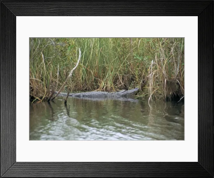 Framed Print : Alligator, Anhinga Trail Framed Print : Alligator, Anhinga Trail
