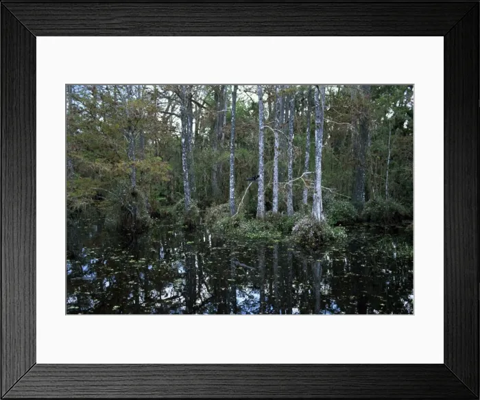 Framed Print : Alligators in swamp waters at Babcock Wilderness Ranch Framed Print : Alligators in swamp waters at Babcock Wilderness Ranch