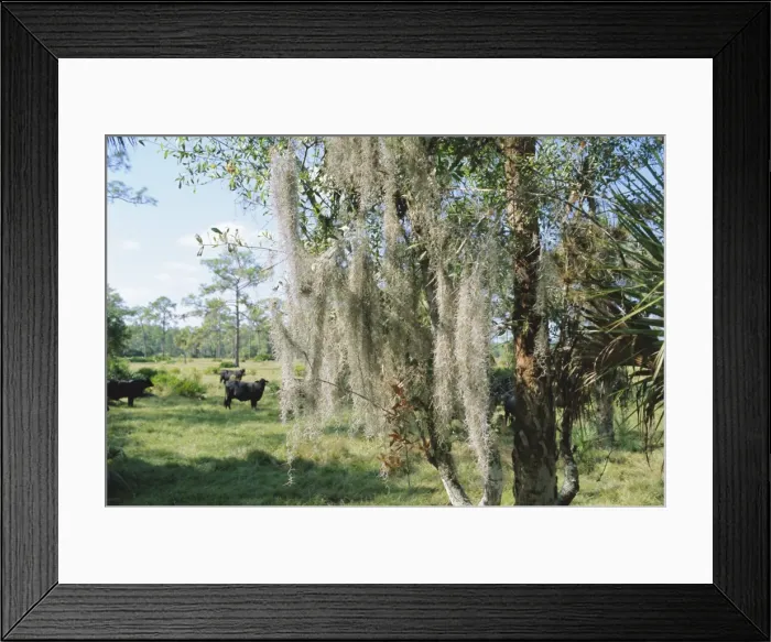 Framed Print : Spanish Moss growing in trees near Fort Myers Framed Print : Spanish Moss growing in trees near Fort Myers