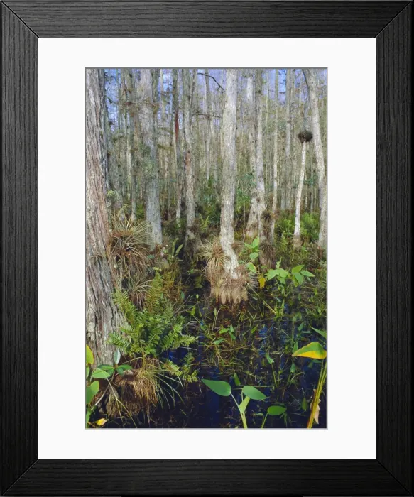 Framed Print : Bald Cypress swamp in the Corkscrew Swamp Sanctuary near Naples Framed Print : Bald Cypress swamp in the Corkscrew Swamp Sanctuary near Naples