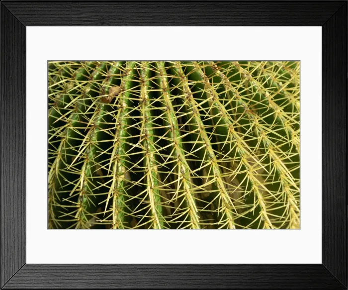 Framed Print : Close-up of cactus spines Framed Print : Close-up of cactus spines