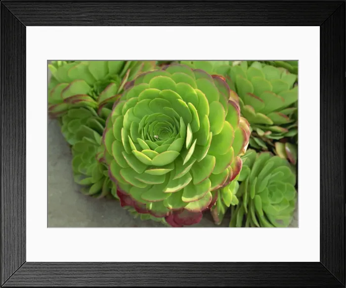 Framed Print : Close-up of succulent plant Framed Print : Close-up of succulent plant