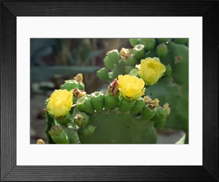 Framed Print : Close-up of cactus Framed Print : Close-up of cactus