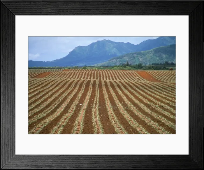 Framed Print : Fields of pineapples owned by Delmonte Framed Print : Fields of pineapples owned by Delmonte