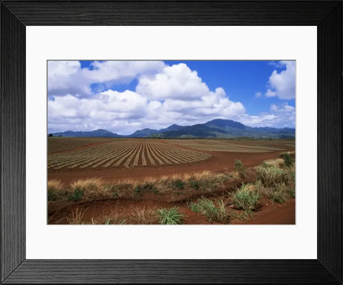 Framed Print : Fields of pineapples owned by Delmonte Framed Print : Fields of pineapples owned by Delmonte