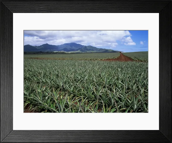 Framed Print : Fields of pineapples owned by Delmonte Framed Print : Fields of pineapples owned by Delmonte