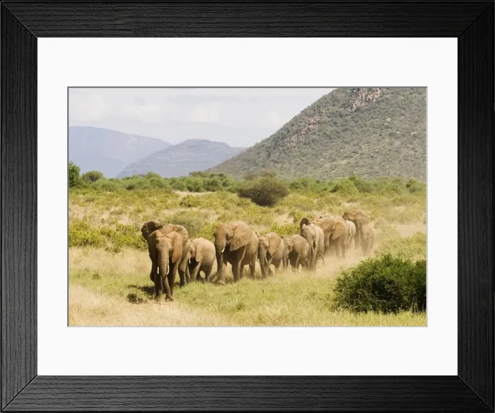 Framed Print : Line of African elephants (Loxodonta africana) Framed Print : Line of African elephants (Loxodonta africana)
