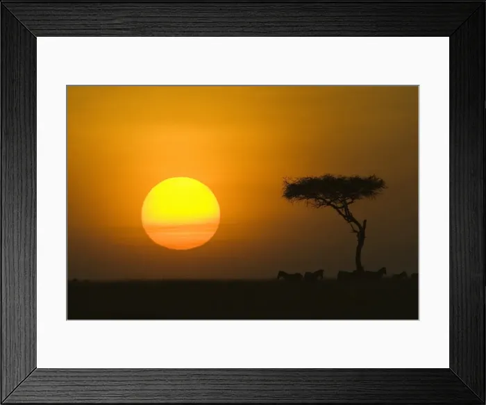 Framed Print : Sunset with an acacia on the horizon Framed Print : Sunset with an acacia on the horizon