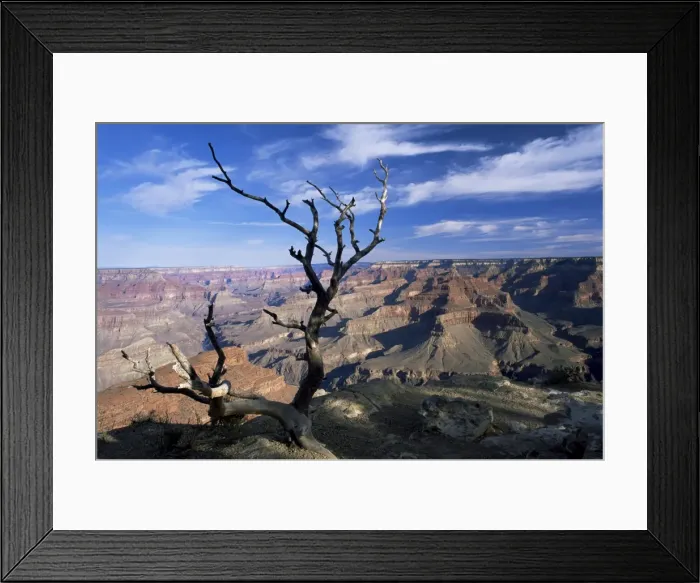 Framed Print : Dead tree and view of canyon from the South Rim at Hopi Point Framed Print : Dead tree and view of canyon from the South Rim at Hopi Point