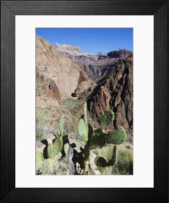Framed Print : Cacti on the Bright Angel Canyon Hiking Trail Framed Print : Cacti on the Bright Angel Canyon Hiking Trail