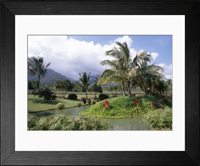 Framed Print : Tropical plantation garden Framed Print : Tropical plantation garden