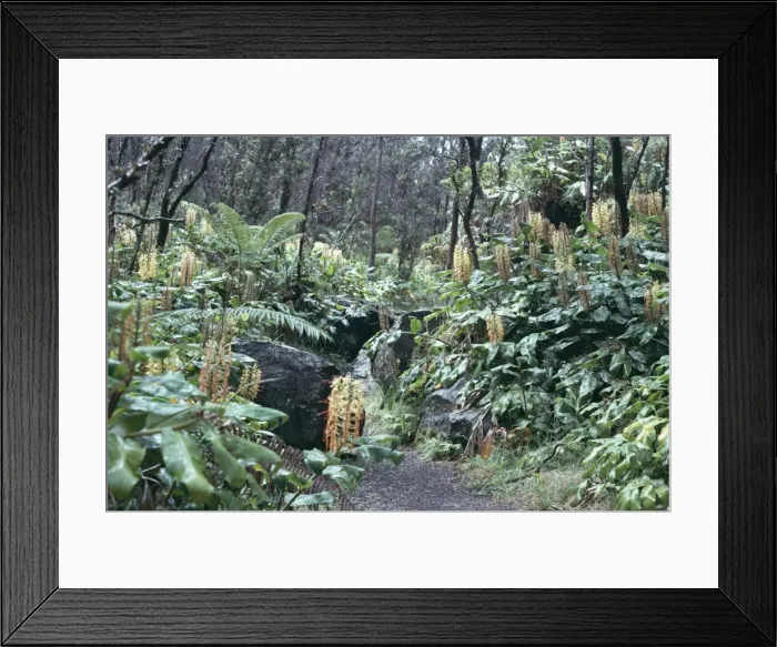 Framed Print : Giant ferns and orchids in rainforest Framed Print : Giant ferns and orchids in rainforest