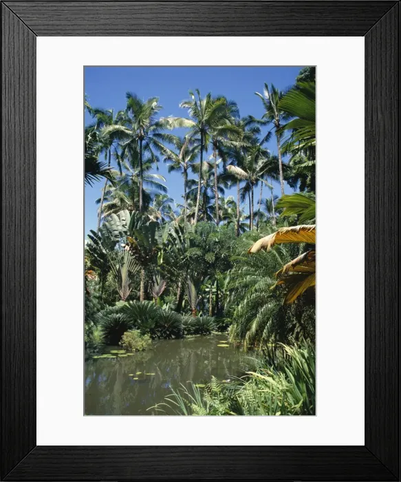 Framed Print : Coconut palms and fan palms Framed Print : Coconut palms and fan palms