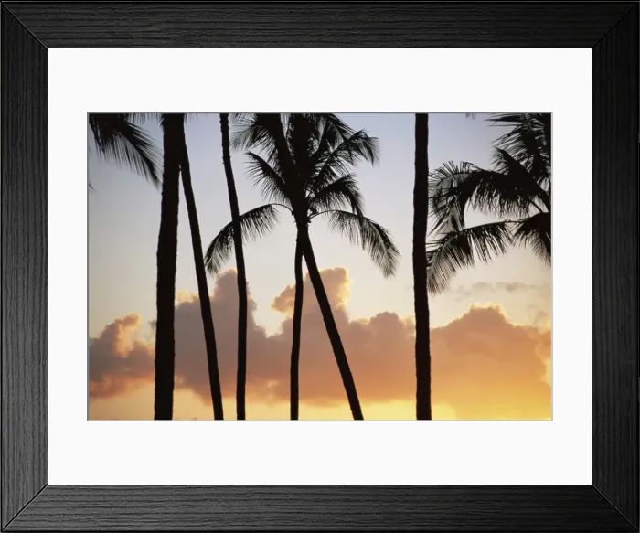 Framed Print : Palm trees silhouetted against clouds and sunset Framed Print : Palm trees silhouetted against clouds and sunset