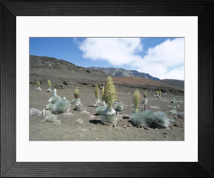 Framed Print : Silverswords Framed Print : Silverswords