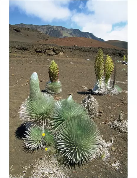 Silversword growing in the vast crater of Haleakala