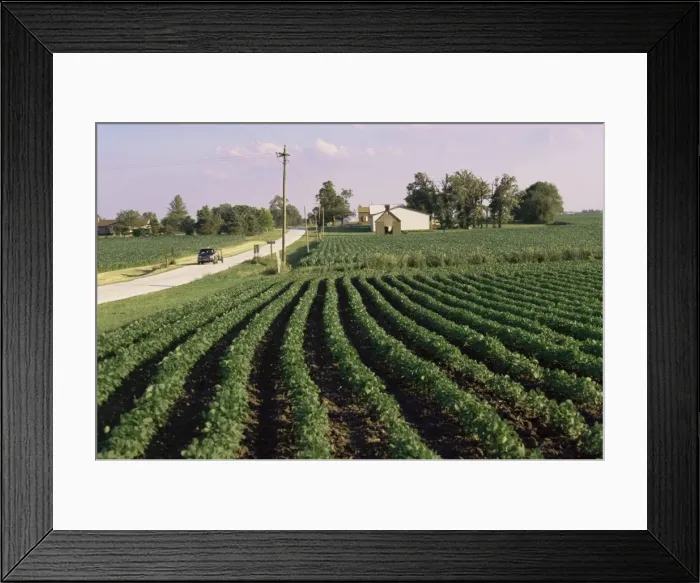 Framed Print : Soybean fields Framed Print : Soybean fields