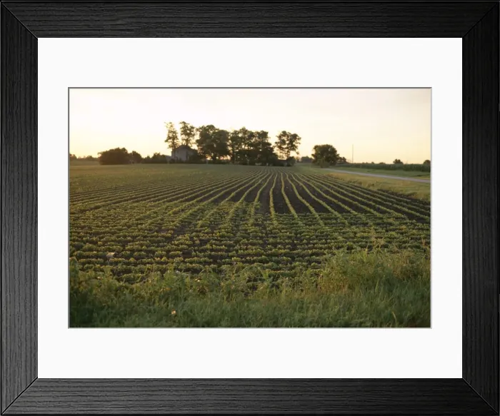 Framed Print : Soy bean field Framed Print : Soy bean field