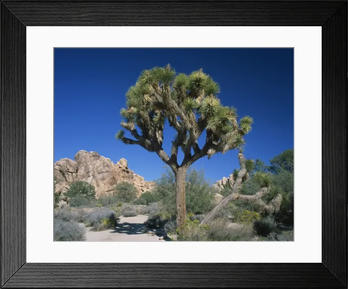 Framed Print : Close-up of Joshua tree with rocks and trees in the background Framed Print : Close-up of Joshua tree with rocks and trees in the background