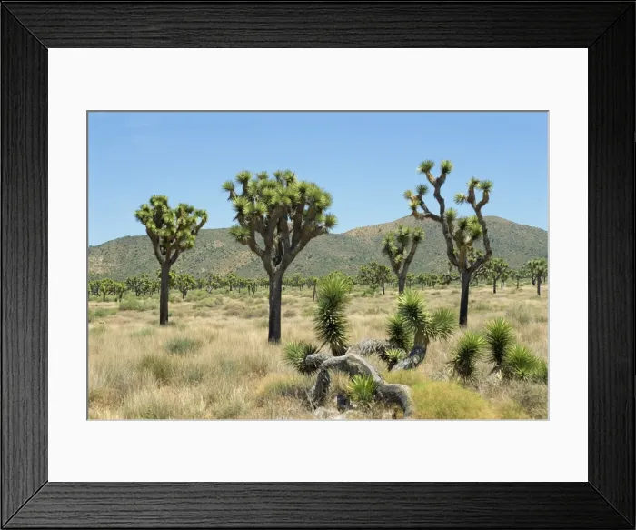 Framed Print : Joshua Tree National Monument Framed Print : Joshua Tree National Monument