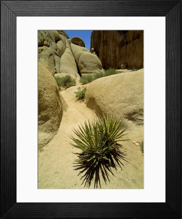 Framed Print : Joshua Tree National Monument Framed Print : Joshua Tree National Monument