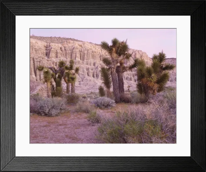 Framed Print : Joshua trees Framed Print : Joshua trees