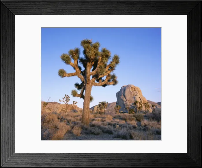 Framed Print : Joshua tree and rocks in evening light Framed Print : Joshua tree and rocks in evening light
