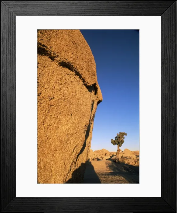 Framed Print : Afternoon light on rock and tree Framed Print : Afternoon light on rock and tree