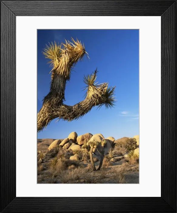 Framed Print : Landscape, Joshua Tree National Park Framed Print : Landscape, Joshua Tree National Park