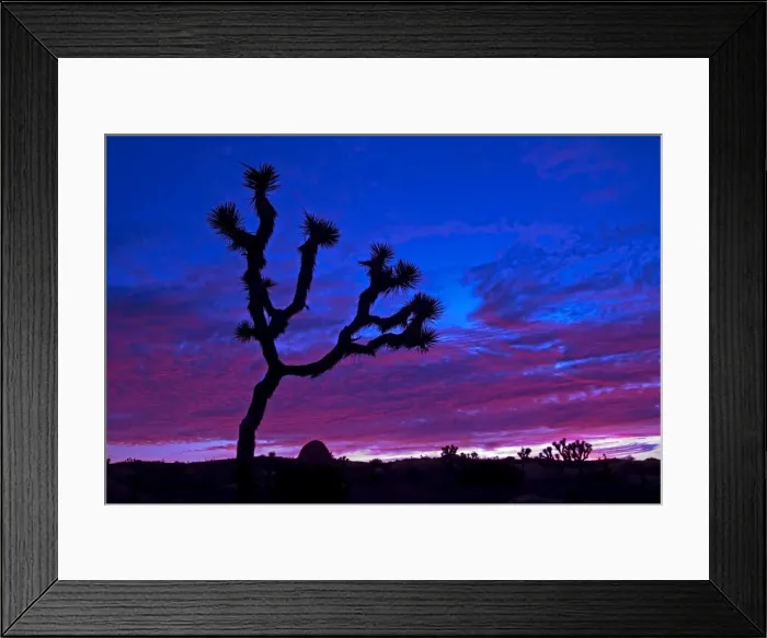 Framed Print : Joshua tree at sunset Framed Print : Joshua tree at sunset