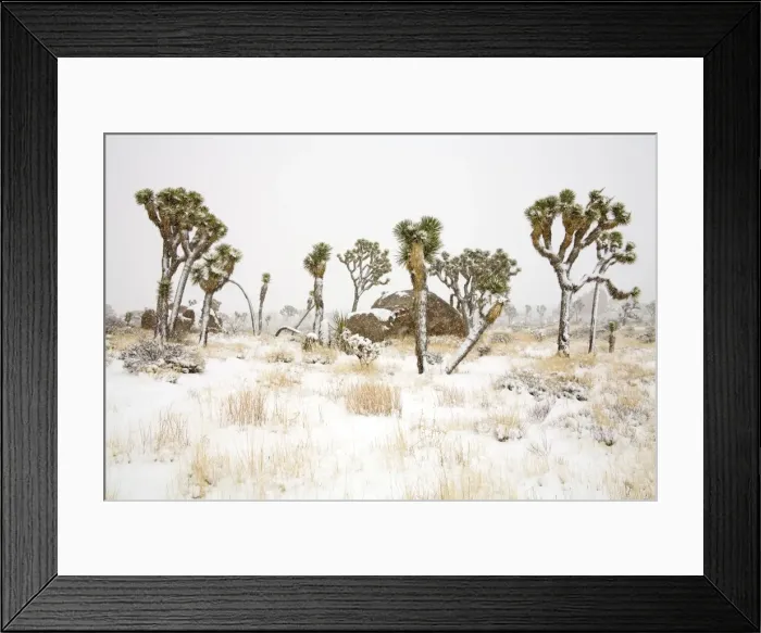 Framed Print : Rare winter snowfall Framed Print : Rare winter snowfall