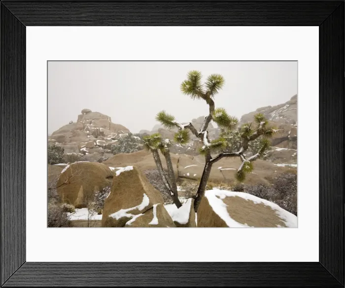 Framed Print : Rare winter snowfall Framed Print : Rare winter snowfall