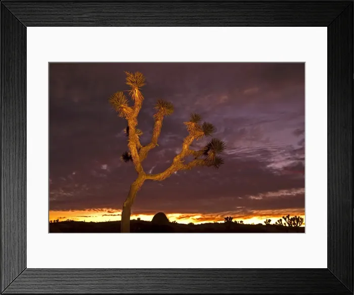 Framed Print : Light painting on Joshua Tree Framed Print : Light painting on Joshua Tree