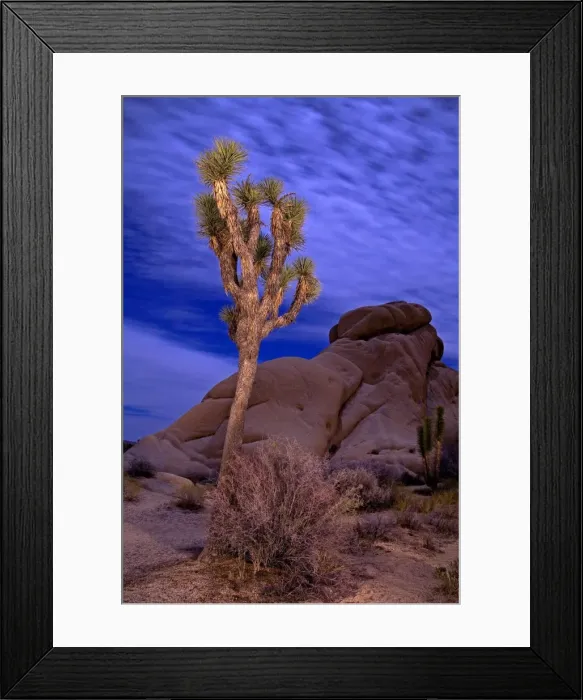 Framed Print : Light Painting of Joshua Tree under full Moon Framed Print : Light Painting of Joshua Tree under full Moon