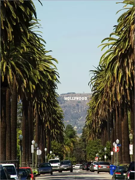 Hollywood Hills and The Hollywood sign from a tree