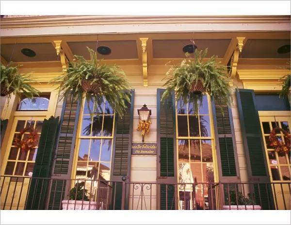 Ferns in hanging baskets and reflections in windows in New Orleans