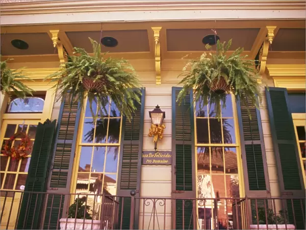 Ferns in hanging baskets and reflections in windows in New Orleans