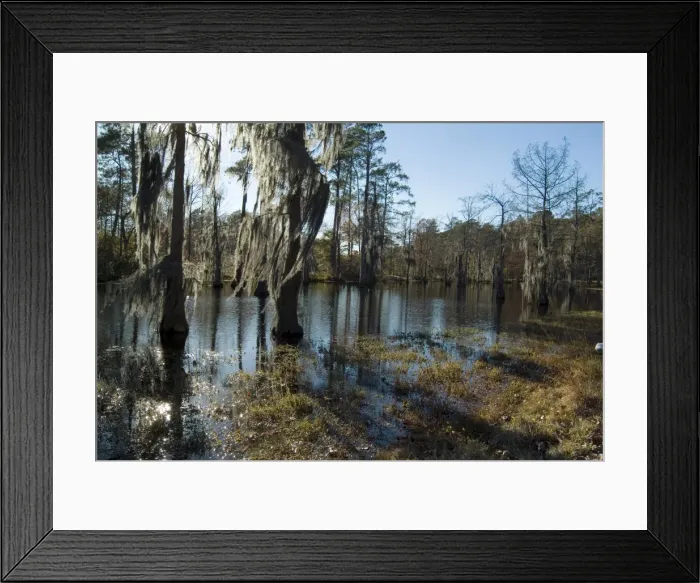 Framed Print : Sam Houston Jones State Park Framed Print : Sam Houston Jones State Park